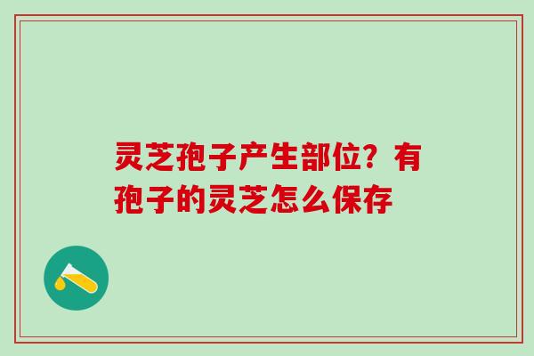灵芝孢子产生部位?有孢子的灵芝怎么保存 灵芝孢子产生部位?有孢子的灵芝怎么保存