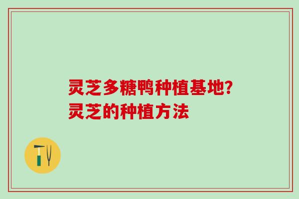 灵芝多糖鸭种植基地?灵芝的种植方法 灵芝多糖鸭种植基地?灵芝的种植方法