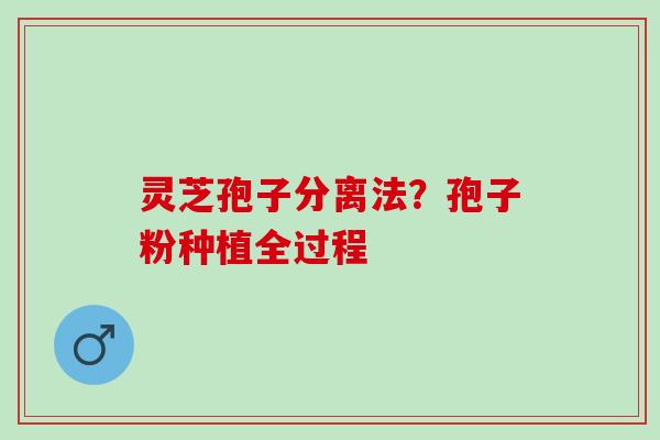灵芝孢子分离法？孢子粉种植全过程