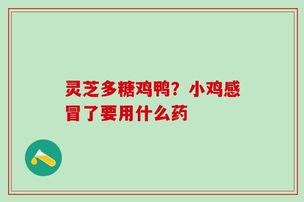 灵芝多糖鸡鸭？小鸡感冒了要用什么药
