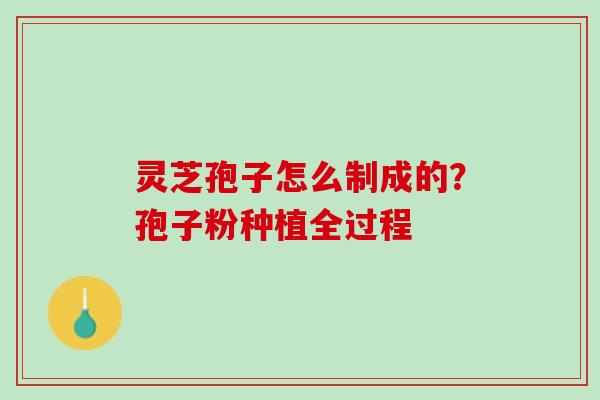 灵芝孢子怎么制成的?孢子粉种植全过程 灵芝孢子怎么制成的?孢子粉种植全过程