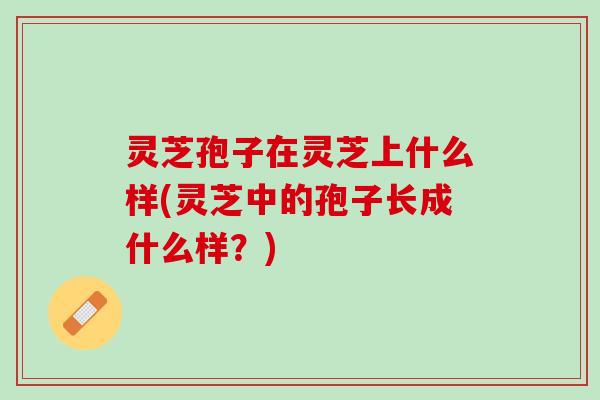 灵芝孢子在灵芝上什么样(灵芝中的孢子长成什么样？)