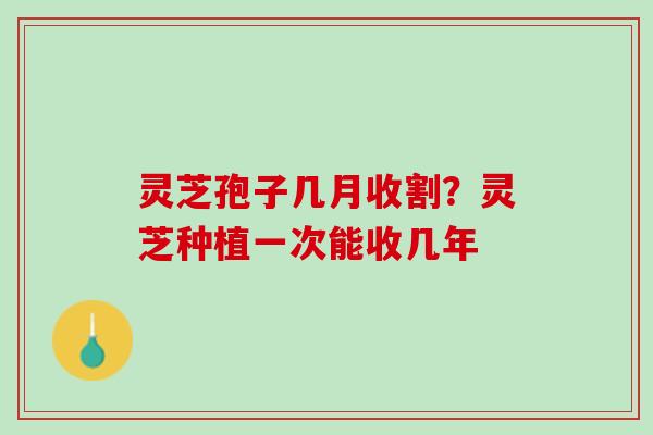 灵芝孢子几月收割?灵芝种植一次能收几年 灵芝孢子几月收割?灵芝种植一次能收几年