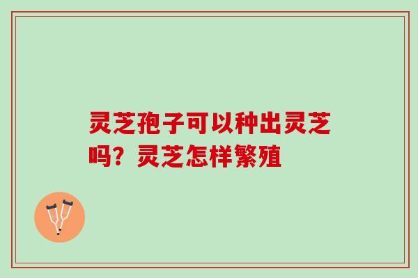灵芝孢子可以种出灵芝吗？灵芝怎样繁殖
