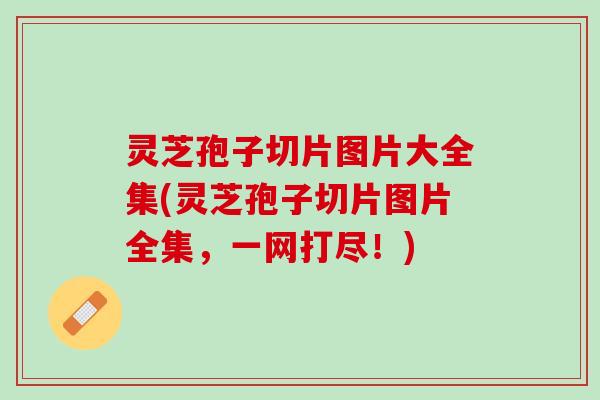 灵芝孢子切片图片大全集(灵芝孢子切片图片全集，一网打尽！)
