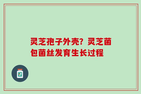 灵芝孢子外壳？灵芝菌包菌丝发育生长过程