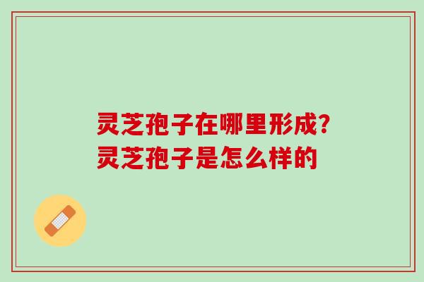 灵芝孢子在哪里形成?灵芝孢子是怎么样的 灵芝孢子在哪里形成?灵芝孢子是怎么样的