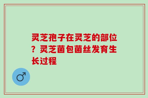 灵芝孢子在灵芝的部位？灵芝菌包菌丝发育生长过程