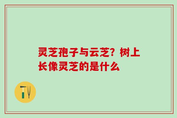 灵芝孢子与云芝?树上长像灵芝的是什么 灵芝孢子与云芝?树上长像灵芝的是什么