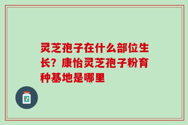 灵芝孢子在什么部位生长？康怡灵芝孢子粉育种基地是哪里