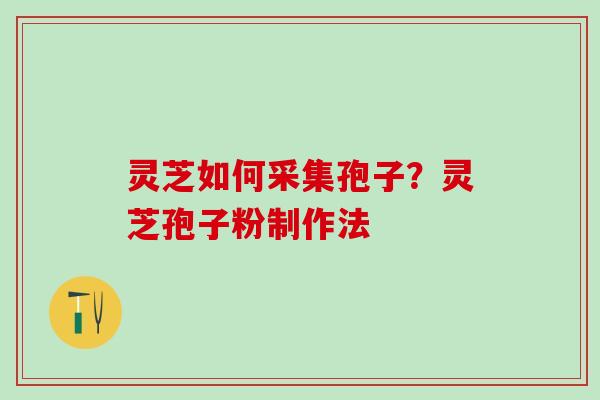 灵芝如何采集孢子？灵芝孢子粉制作法