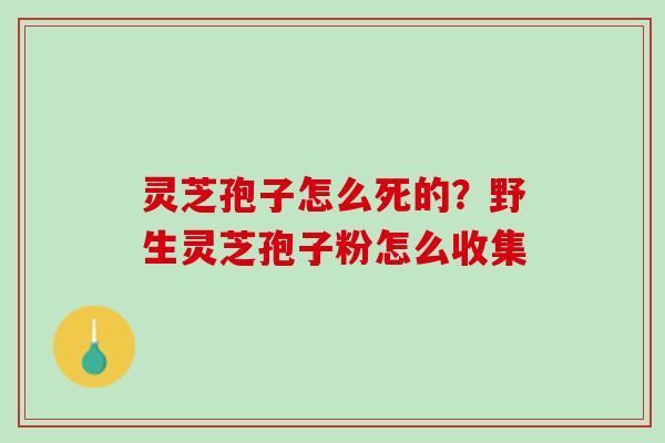 灵芝孢子怎么死的?野生灵芝孢子粉怎么收集 灵芝孢子怎么死的?野生灵芝孢子粉怎么收集