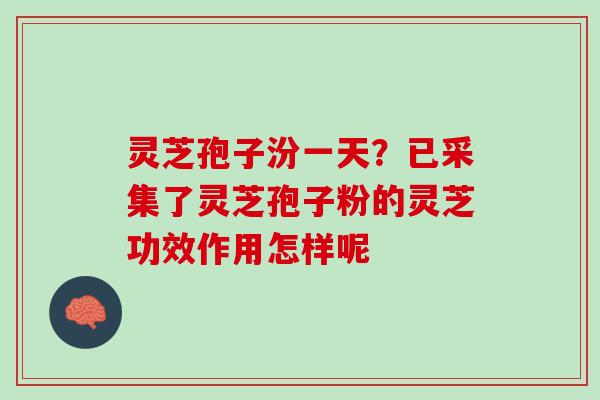 灵芝孢子汾一天?已采集了灵芝孢子粉的灵芝功效作用怎样呢 灵芝孢子汾一天?已采集了灵芝孢子粉的灵芝功效作用怎样呢