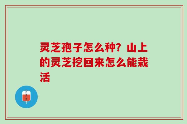 灵芝孢子怎么种?山上的灵芝挖回来怎么能栽活 灵芝孢子怎么种?山上的灵芝挖回来怎么能栽活