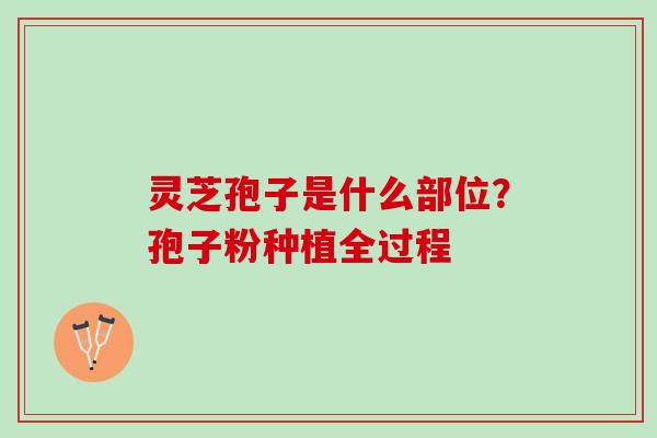 灵芝孢子是什么部位？孢子粉种植全过程