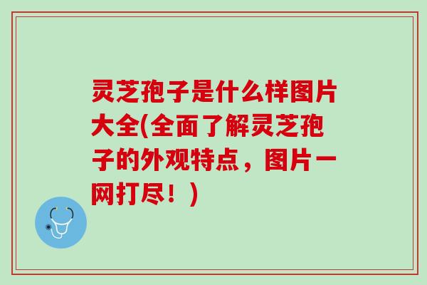 灵芝孢子是什么样图片大全(全面了解灵芝孢子的外观特点，图片一网打尽！)