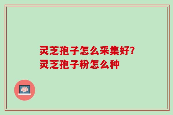 灵芝孢子怎么采集好？灵芝孢子粉怎么种