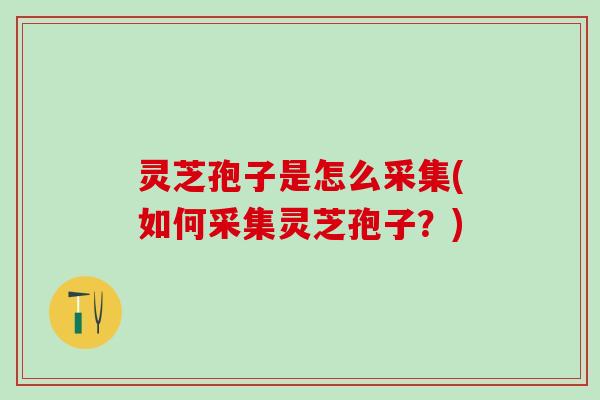 灵芝孢子是怎么采集(如何采集灵芝孢子?) 灵芝孢子是怎么采集(如何采集灵芝孢子?)