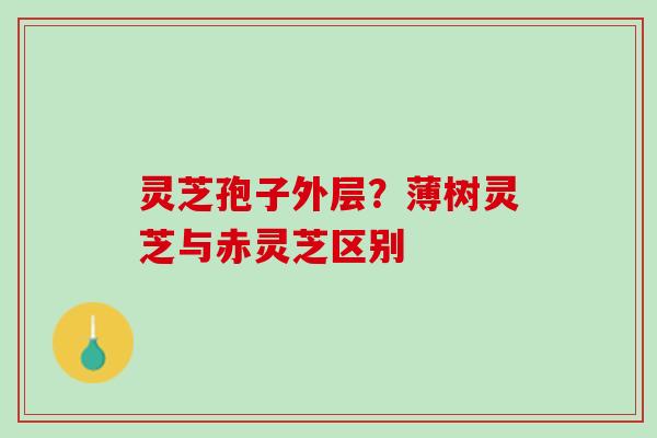 灵芝孢子外层?薄树灵芝与赤灵芝区别 灵芝孢子外层?薄树灵芝与赤灵芝区别