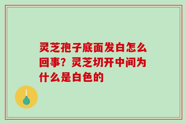 灵芝孢子底面发白怎么回事？灵芝切开中间为什么是白色的