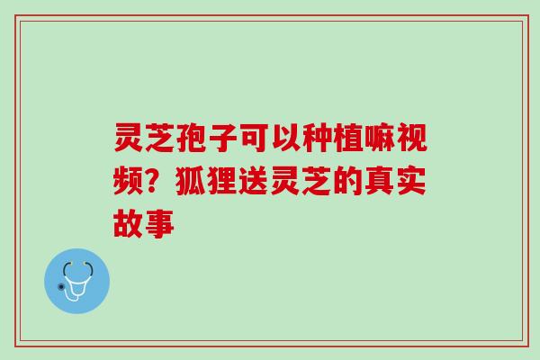 灵芝孢子可以种植嘛视频？狐狸送灵芝的真实故事