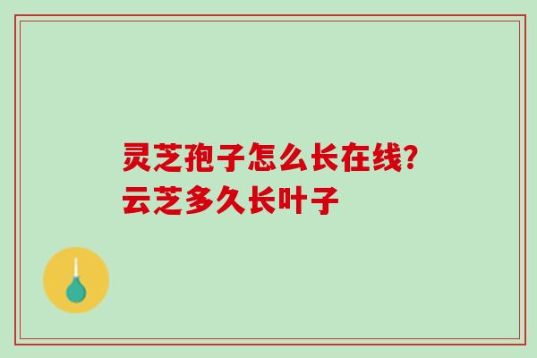 灵芝孢子怎么长在线?云芝多久长叶子 灵芝孢子怎么长在线?云芝多久长叶子
