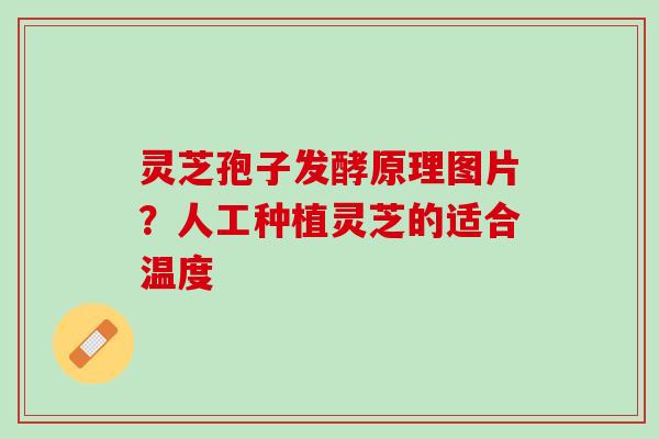 灵芝孢子发酵原理图片?人工种植灵芝的适合温度 灵芝孢子发酵原理图片?人工种植灵芝的适合温度