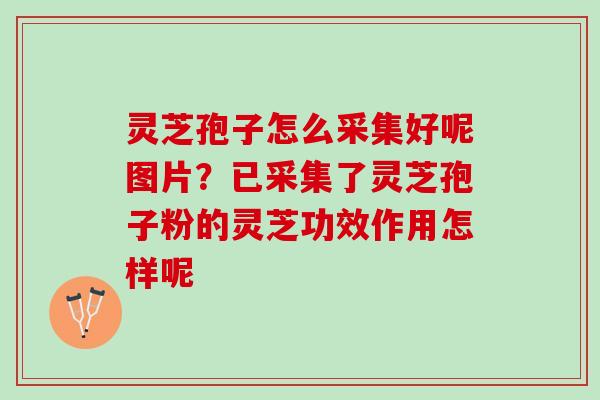 灵芝孢子怎么采集好呢图片？已采集了灵芝孢子粉的灵芝功效作用怎样呢