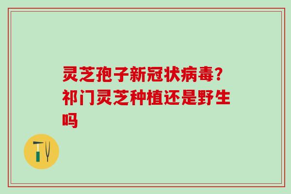 灵芝孢子新冠状病毒？祁门灵芝种植还是野生吗