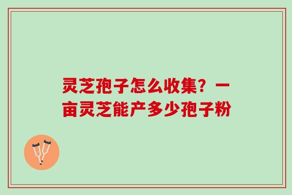 灵芝孢子怎么收集？一亩灵芝能产多少孢子粉
