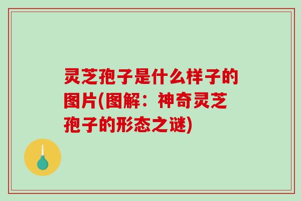 灵芝孢子是什么样子的图片(图解：神奇灵芝孢子的形态之谜)