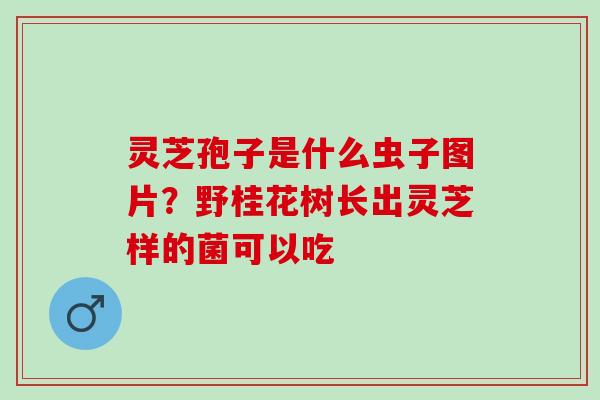 灵芝孢子是什么虫子图片？野桂花树长出灵芝样的菌可以吃
