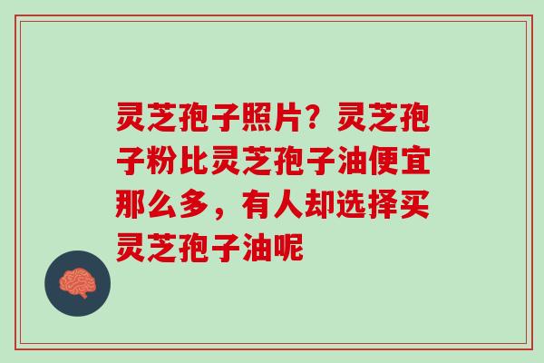 灵芝孢子照片?灵芝孢子粉比灵芝孢子油便宜那么多,有人却选择买灵芝孢子油呢 灵芝孢子照片?灵芝孢子粉比灵芝孢子油便宜那么多,有人却选择买灵芝孢子油呢