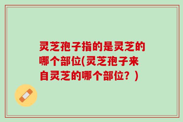 灵芝孢子指的是灵芝的哪个部位(灵芝孢子来自灵芝的哪个部位？)