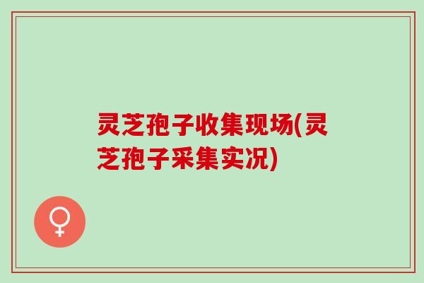 灵芝孢子收集现场(灵芝孢子采集实况)