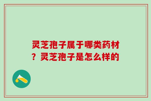 灵芝孢子属于哪类药材？灵芝孢子是怎么样的