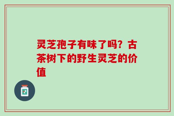 灵芝孢子有味了吗？古茶树下的野生灵芝的价值
