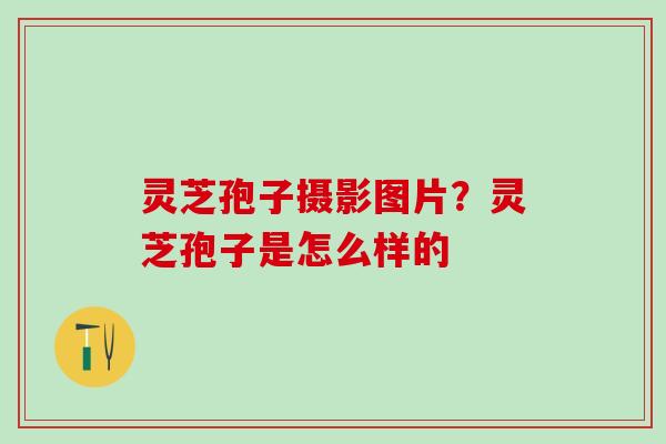 灵芝孢子摄影图片？灵芝孢子是怎么样的