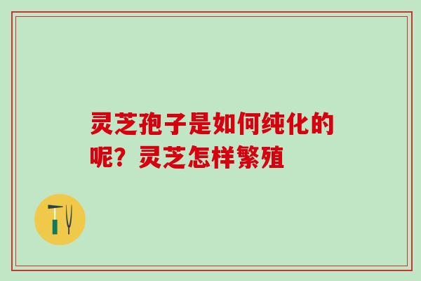 灵芝孢子是如何纯化的呢？灵芝怎样繁殖