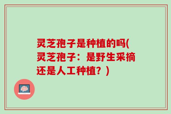 灵芝孢子是种植的吗(灵芝孢子：是野生采摘还是人工种植？)