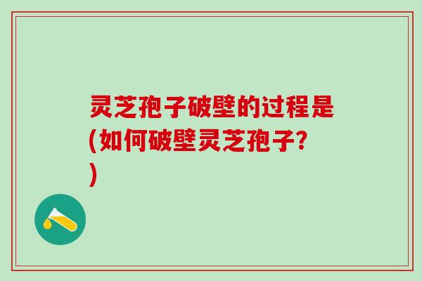 灵芝孢子破壁的过程是(如何破壁灵芝孢子？)