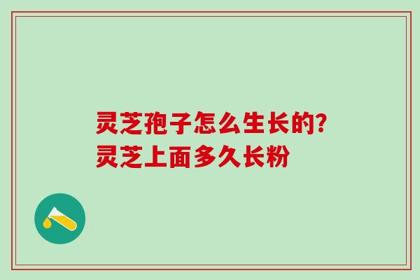 灵芝孢子怎么生长的？灵芝上面多久长粉