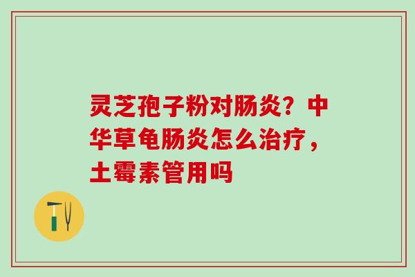 灵芝孢子粉对?中华草龟怎么,土霉素管用吗 灵芝孢子粉对?中华草龟怎么,土霉素管用吗