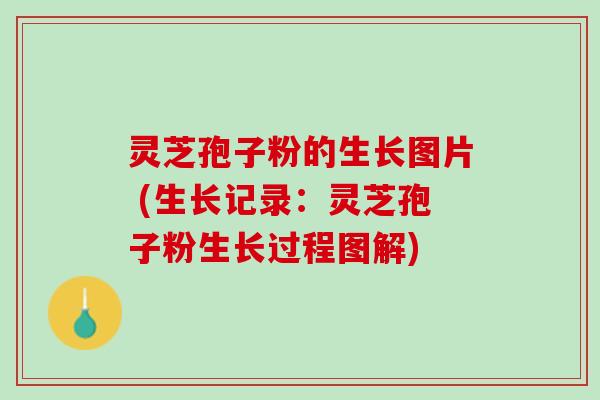 灵芝孢子粉的生长图片 (生长记录：灵芝孢子粉生长过程图解)