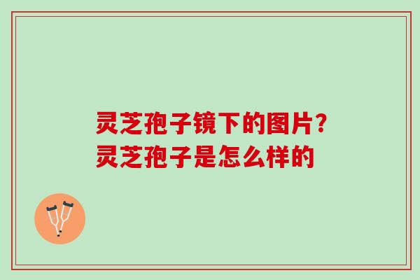 灵芝孢子镜下的图片？灵芝孢子是怎么样的