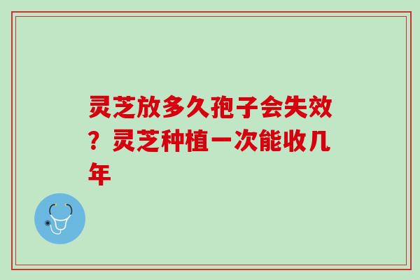 灵芝放多久孢子会失效？灵芝种植一次能收几年