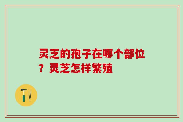 灵芝的孢子在哪个部位？灵芝怎样繁殖
