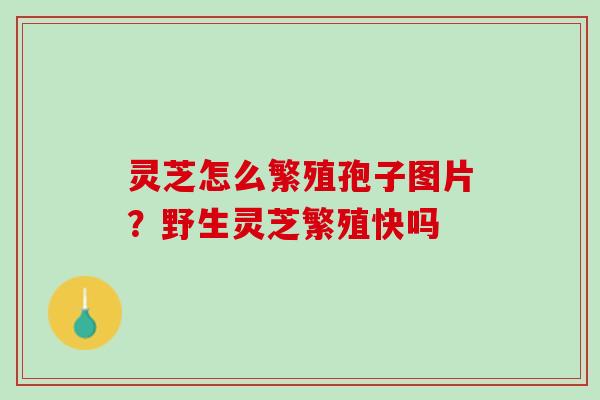 灵芝怎么繁殖孢子图片？野生灵芝繁殖快吗