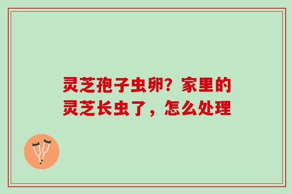 灵芝孢子虫卵？家里的灵芝长虫了，怎么处理