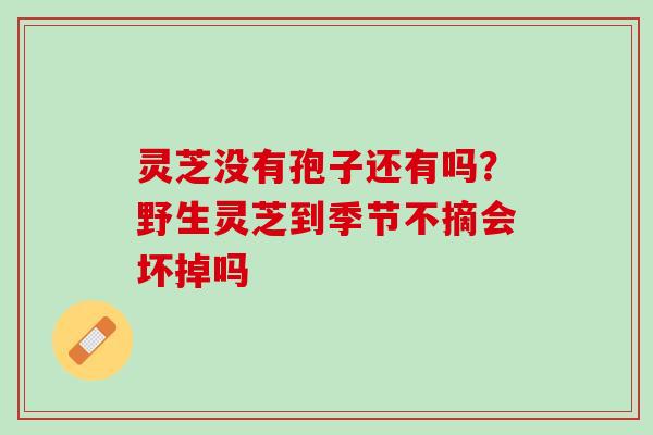 灵芝没有孢子还有吗？野生灵芝到季节不摘会坏掉吗